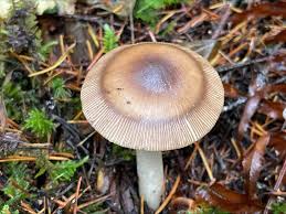 Attēlu rezultāti vaicājumam “Amaurochaete fusiformis macro”