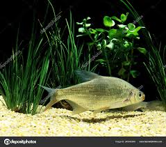 Image result for Blicca bjoerkna