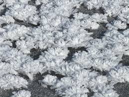 Attēlu rezultāti vaicājumam “Frost Flowers”