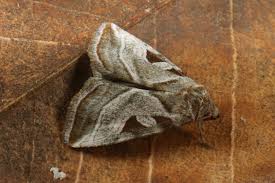 Attēlu rezultāti vaicājumam “Eucarta virgo”