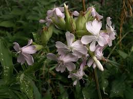 Attēlu rezultāti vaicājumam “Saponaria officinalis”