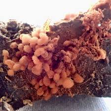 Attēlu rezultāti vaicājumam “Lycogala epidendrum aggr. plasmodium”