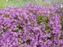 Attēlu rezultāti vaicājumam “Arenaria procera”