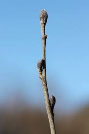 Attēlu rezultāti vaicājumam “Alnus glutinosa bud”