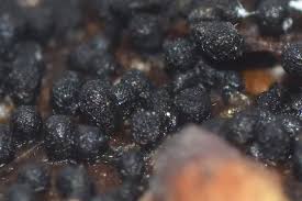 Attēlu rezultāti vaicājumam “Licea minima spores”