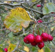 Attēlu rezultāti vaicājumam “Crataegus macracantha flower”
