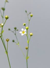 Attēlu rezultāti vaicājumam “Linum catharticum flower”