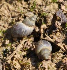Attēlu rezultāti vaicājumam “Lymnaeidae”