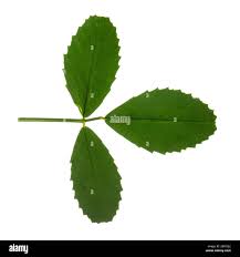 Attēlu rezultāti vaicājumam “Melilotus albus leaf”