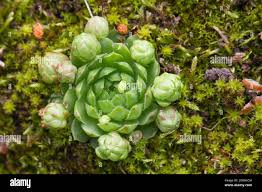 Attēlu rezultāti vaicājumam “Jovibarba globifera flower”