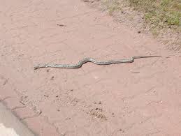 Image result for pheega