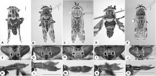 Attēlu rezultāti vaicājumam “Haematopota sp.”