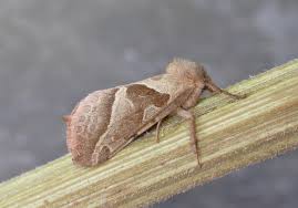 Attēlu rezultāti vaicājumam “Hepialus sylvina female”