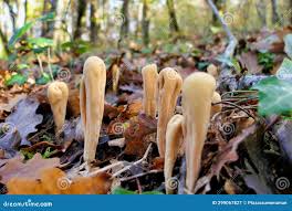 Attēlu rezultāti vaicājumam “Clavariadelphus pistillaris”