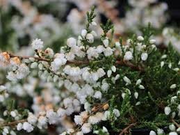 Attēlu rezultāti vaicājumam “Calluna vulgaris leaf”