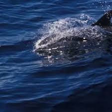 Image result for Leucopleurus acutus