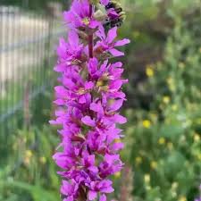 Image result for Blutweiderich