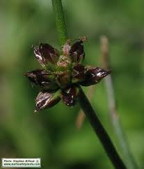 Attēlu rezultāti vaicājumam “Juncus articulatus”