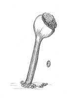 Attēlu rezultāti vaicājumam “Chaenotheca brunneola”