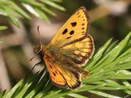 Attēlu rezultāti vaicājumam “Carterocephalus silvicolus”