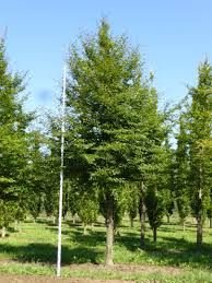 Attēlu rezultāti vaicājumam “Fagus sylvatica fo. laciniata bud”