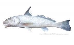 Image result for Menticirrhus americanus