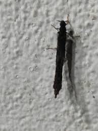 Attēlu rezultāti vaicājumam “Lymexylidae”