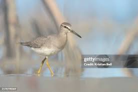 Image result for Tringa brevipes