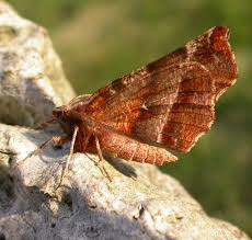 Attēlu rezultāti vaicājumam “Selenia dentaria”