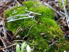 Attēlu rezultāti vaicājumam “Pohlia proligera”