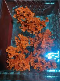 Attēlu rezultāti vaicājumam “Bryum funkii macro”