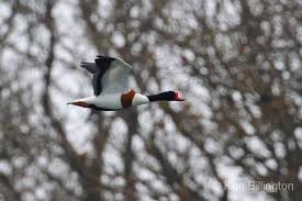 Attēlu rezultāti vaicājumam “Tadorna tadorna”