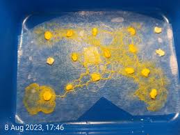 Attēlu rezultāti vaicājumam “Badhamia affinis spores”