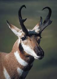 Attēlu rezultāti vaicājumam “Artiodactyla”