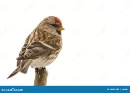 Attēlu rezultāti vaicājumam “Carduelis flammea”