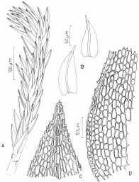 Attēlu rezultāti vaicājumam “Philonotis fontana”