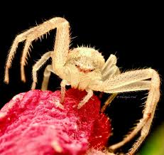 Attēlu rezultāti vaicājumam “Thomisidae”