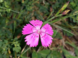 Attēlu rezultāti vaicājumam “Dianthus deltoides flower”