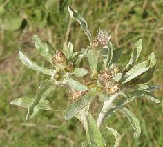 Attēlu rezultāti vaicājumam “Gnaphalium uliginosum leaf”