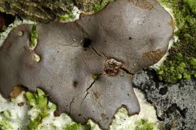 Attēlu rezultāti vaicājumam “Dictydiaethalium plumbeum macro”