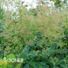 Attēlu rezultāti vaicājumam “Diderma cingulatum young”