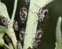 Attēlu rezultāti vaicājumam “Macrosiphoniella absinthii”