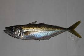 Image result for Trachurus trachurus