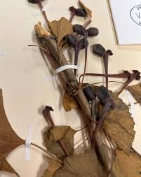 Attēlu rezultāti vaicājumam “Ginkgo biloba female flower”