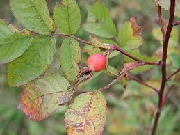 Attēlu rezultāti vaicājumam “Rosa glabrifolia”