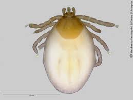 Attēlu rezultāti vaicājumam “Ixodes”