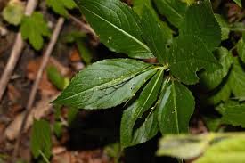Attēlu rezultāti vaicājumam “Mercurialis perennis fruit”