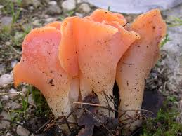 Attēlu rezultāti vaicājumam “Tremiscus helvelloides”