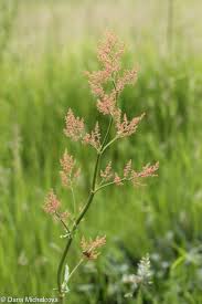 Attēlu rezultāti vaicājumam “Rumex thyrsiflorus”