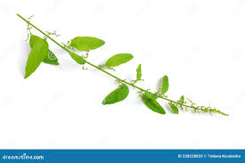 Attēlu rezultāti vaicājumam “Chenopodium polyspermum fruit”